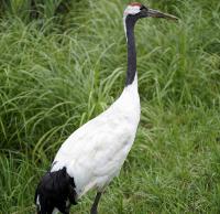 Red-crowned Crane